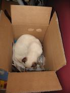 more kittens
